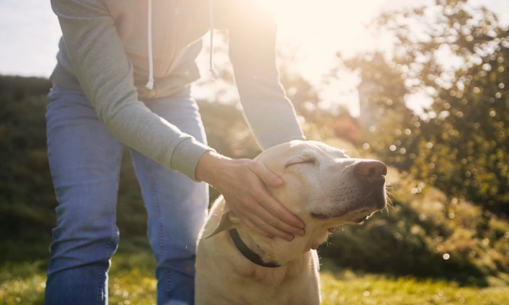 Give Your Pet Peace: How Professional Gold Coast Pet Euthanasia Services Handle Difficult Decisions